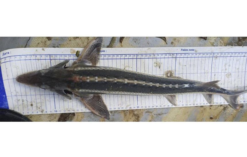 В Азовском море нашли шипа — рыбу, считавшуюся вымершей