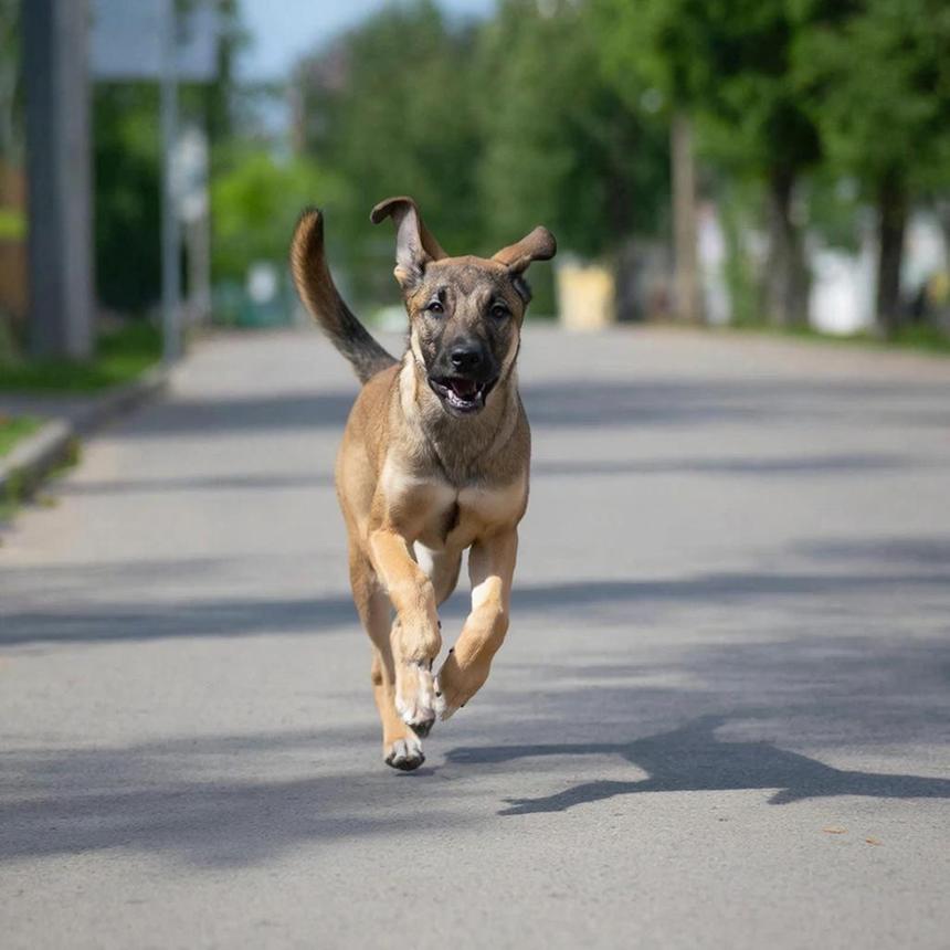 Учёные обнаружили, что способность человека понимать эмоции собак зависит от его настроения