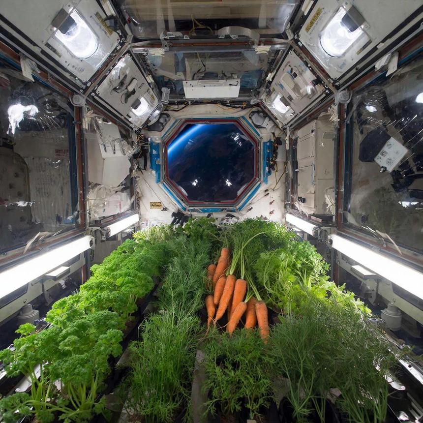 Учёные ИМБП разработали проект оранжереи для овощей на МКС и РОС