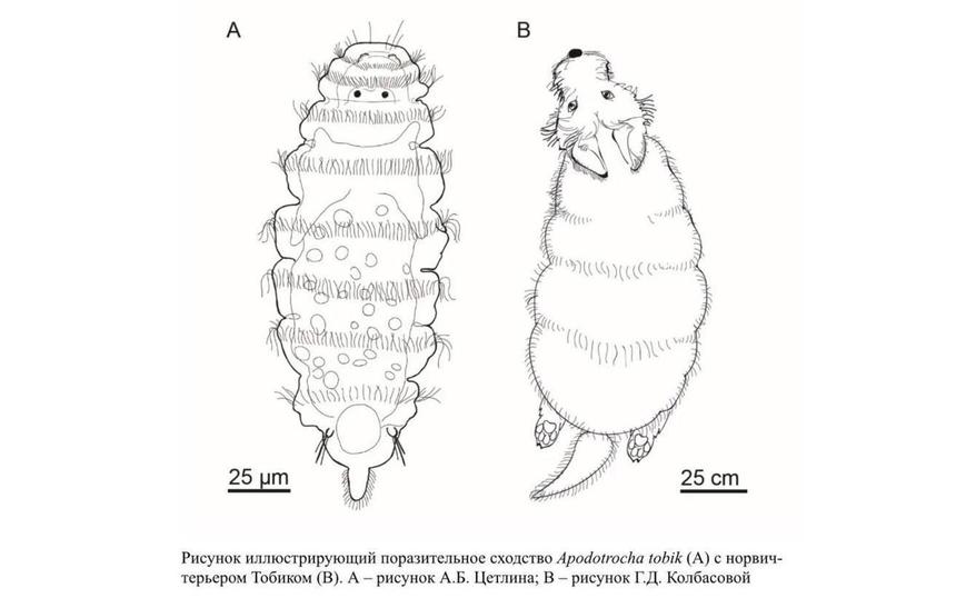 Российские учёные назвали найденного в Белом море червя в честь собаки