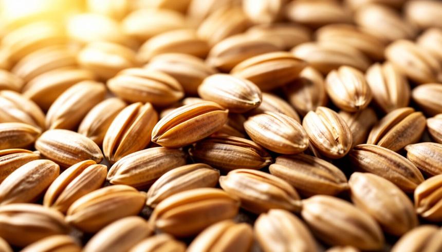 В Новосибирске создали портативный прибор для точного измерения влажности зерна